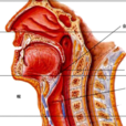喉返神經癱瘓