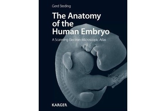 The Anatomy of the Human Embryo