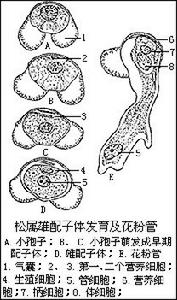 松柏綱