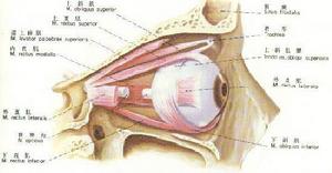 眼肌