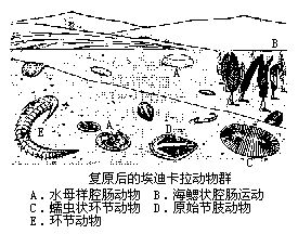 埃迪卡拉紀動物群