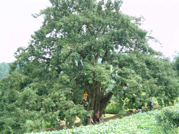 諸暨香榧國家森林公園