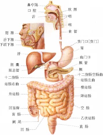 下消化道出血