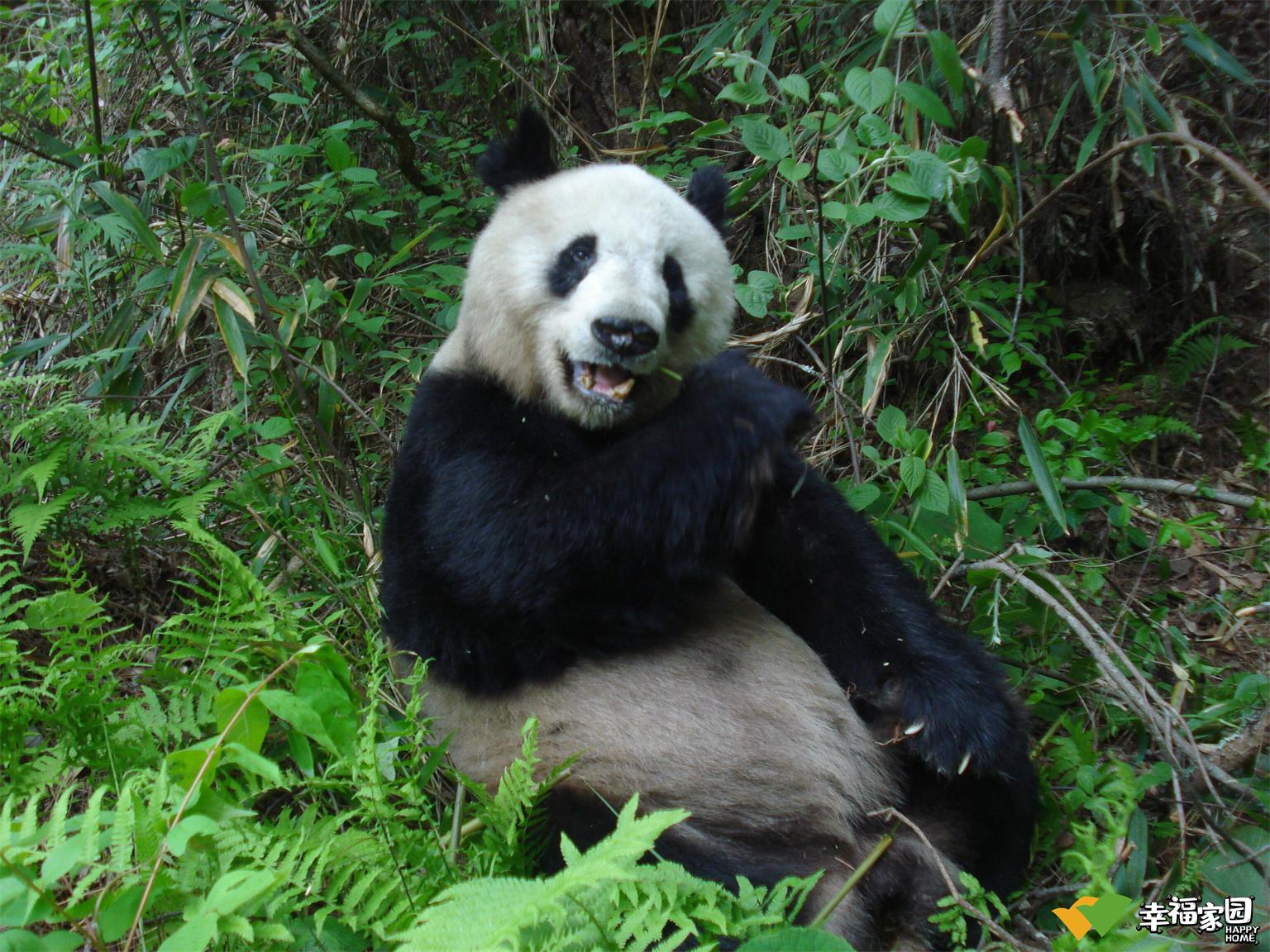 幸福家園鄉村振興