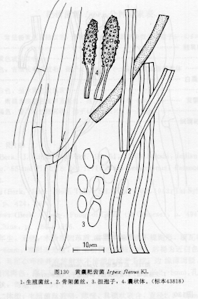 黃囊耙齒菌