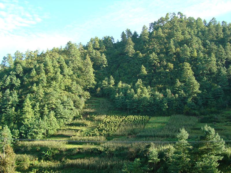 九個山自然村生態山林