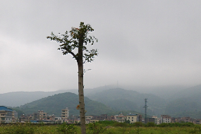 九如村(廣東省廣州市增城區永寧街下轄村)