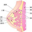 乳房囊性增生病