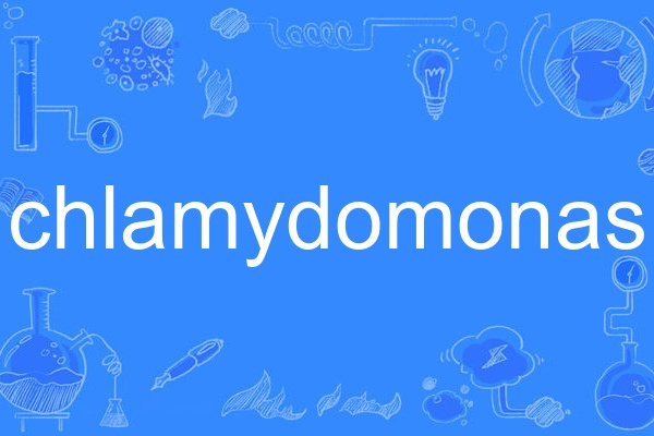 chlamydomonas