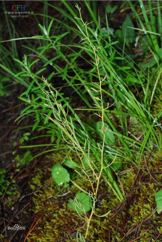 露柱百蕊草