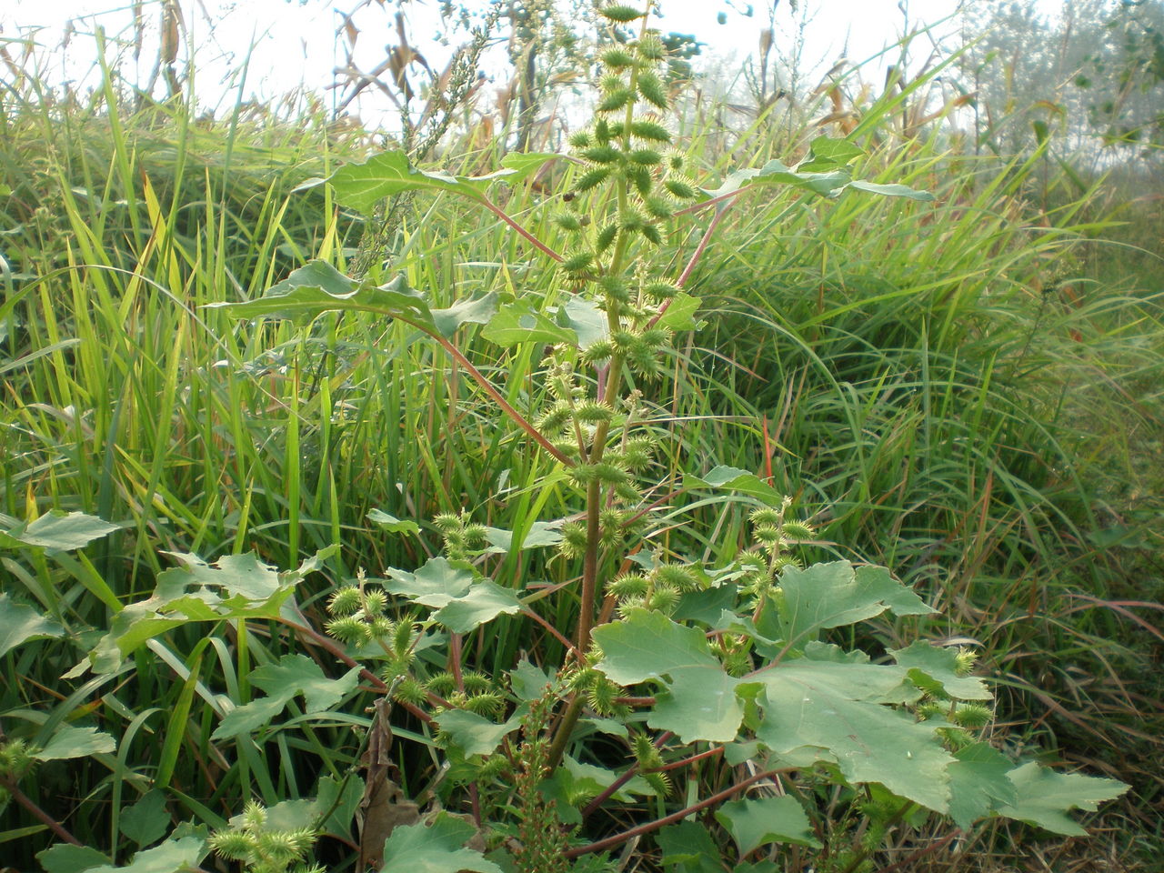 蒼耳草（圖4）