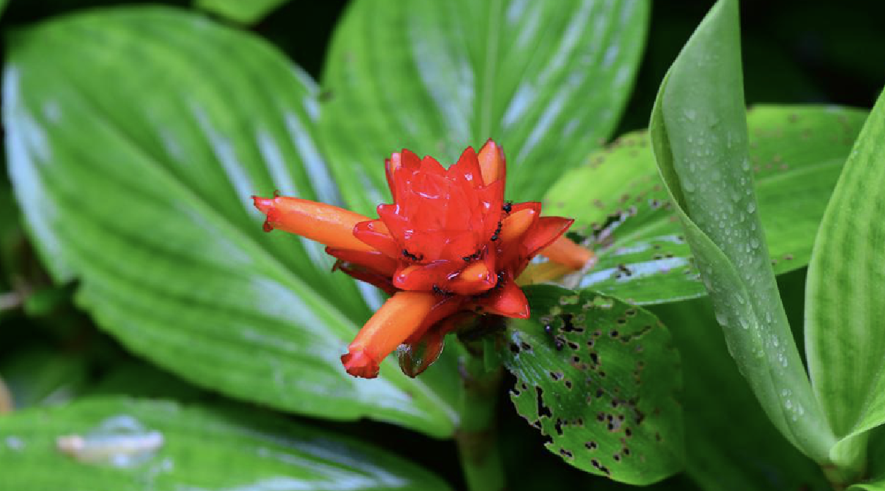 紅花閉鞘姜