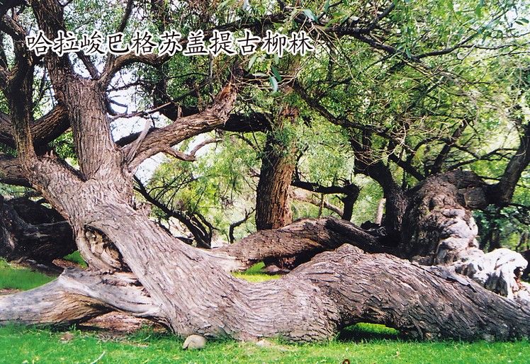 哈拉峻鄉