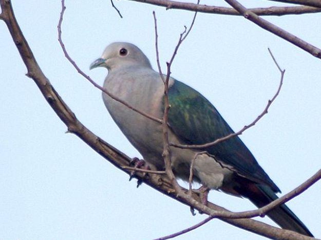 綠皇鳩斯里蘭卡亞種