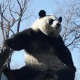 大熊貓萌蘭