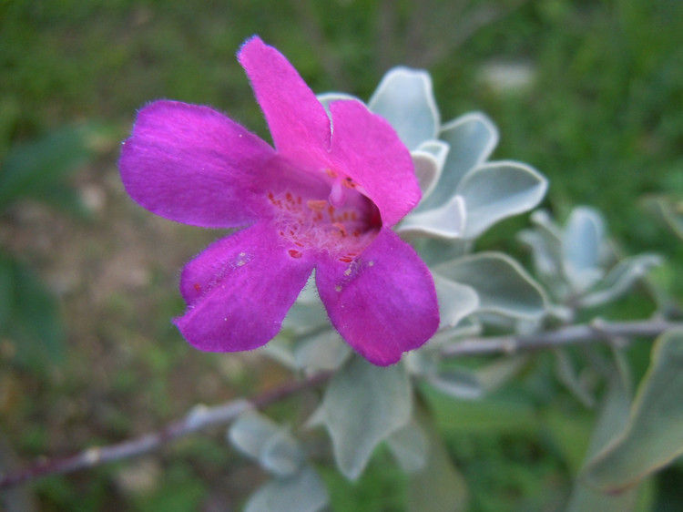 玉芙蓉(仙人掌屬植物)