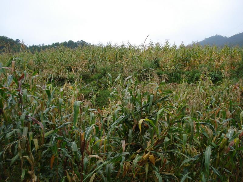 碗廠坪村