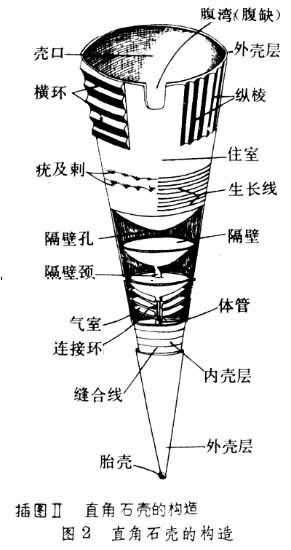 直殼鸚鵡螺