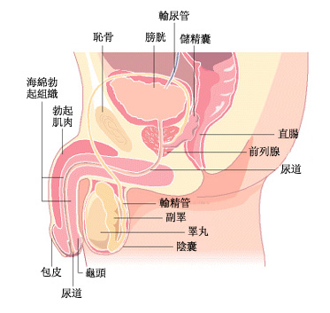 男性生殖系統