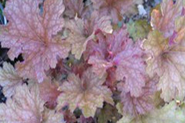 Heuchera \x27Ginger Peach\x27