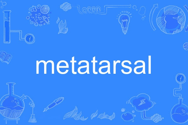 metatarsal