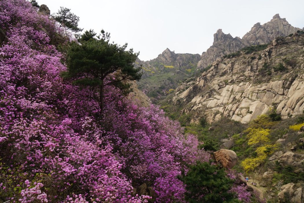 迎紅杜鵑黃島大珠山群體21家系