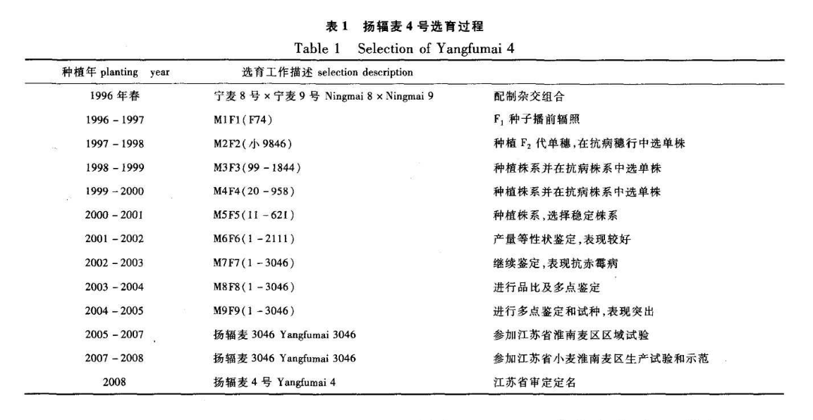 揚輻麥4號