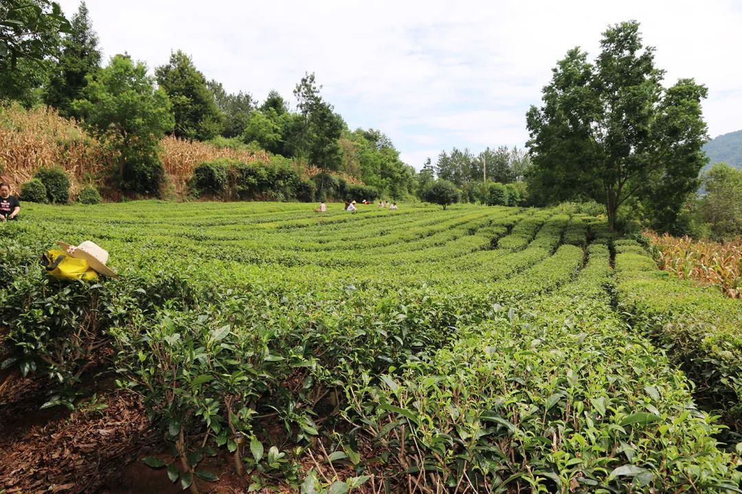 馬坡茶園