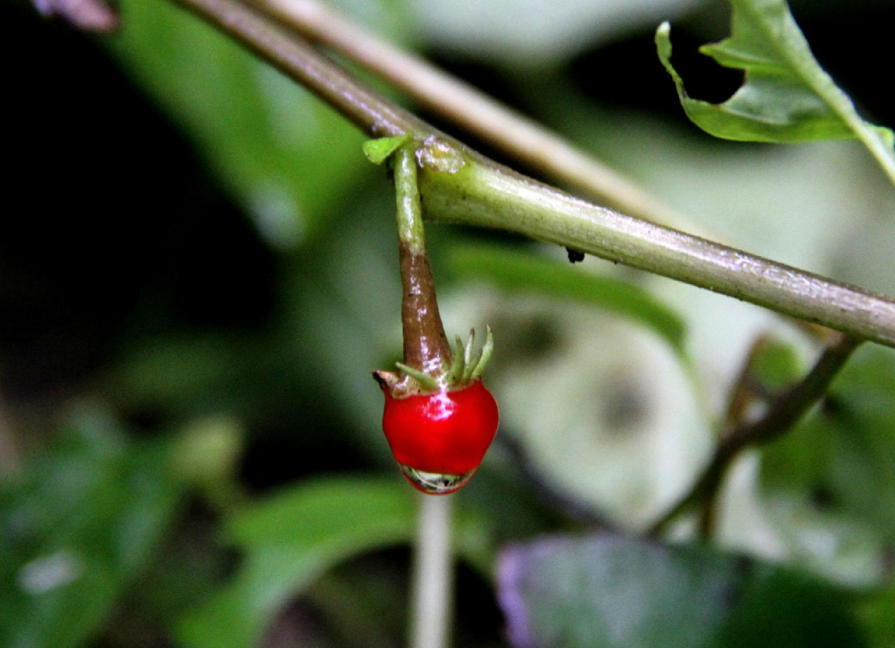 單花紅絲線