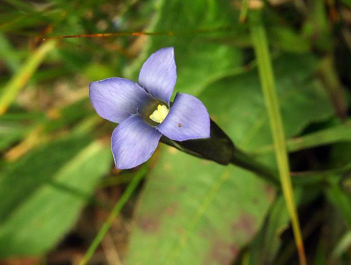 黃花扁蕾