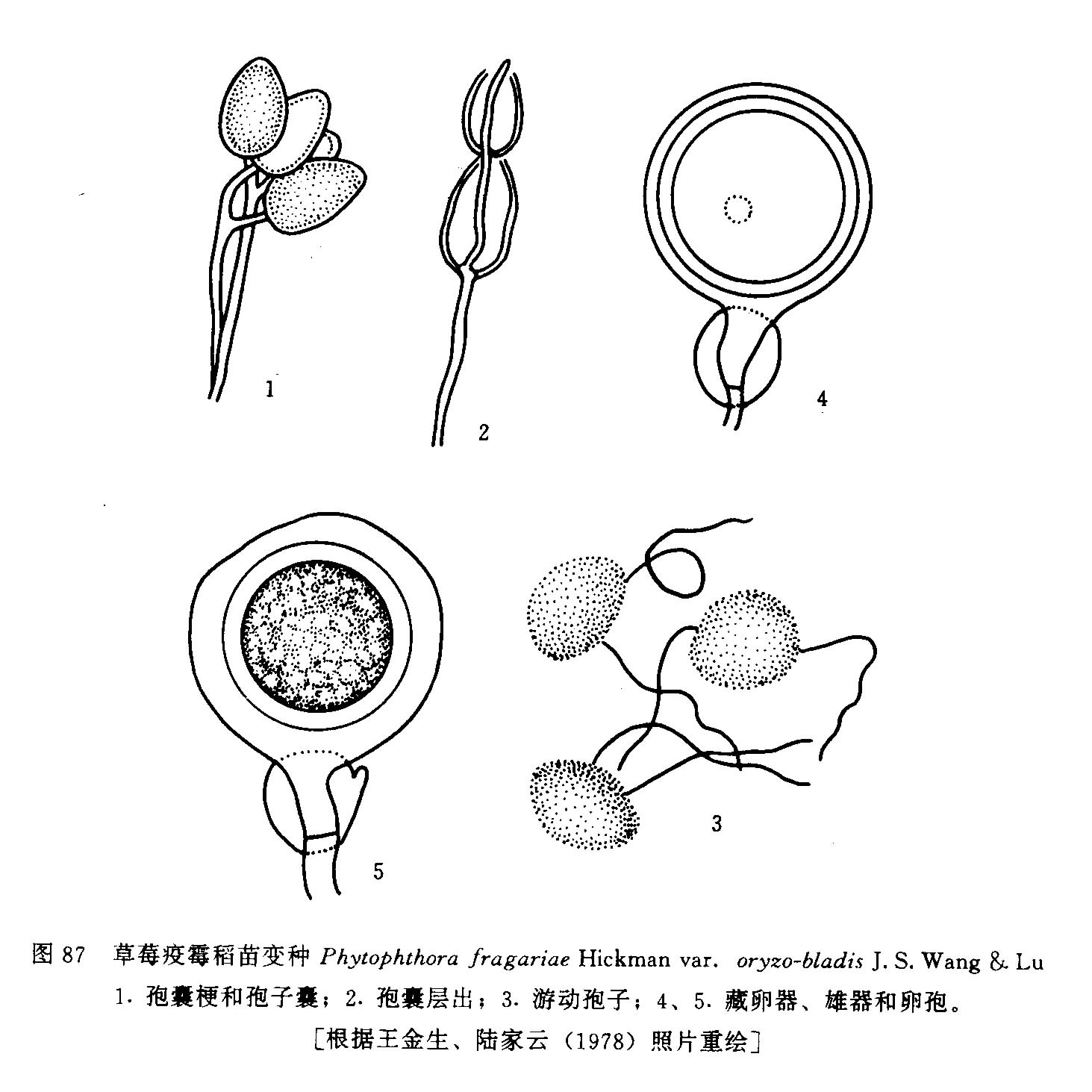 草莓疫霉稻苗變種