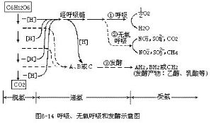 無氧呼吸發酵示意圖