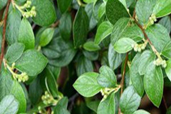 Cotoneaster franchetii