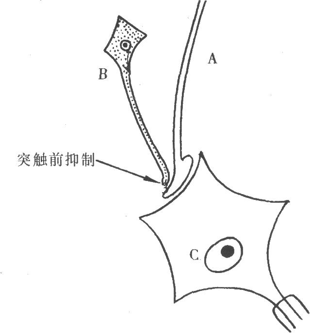 突觸前抑制