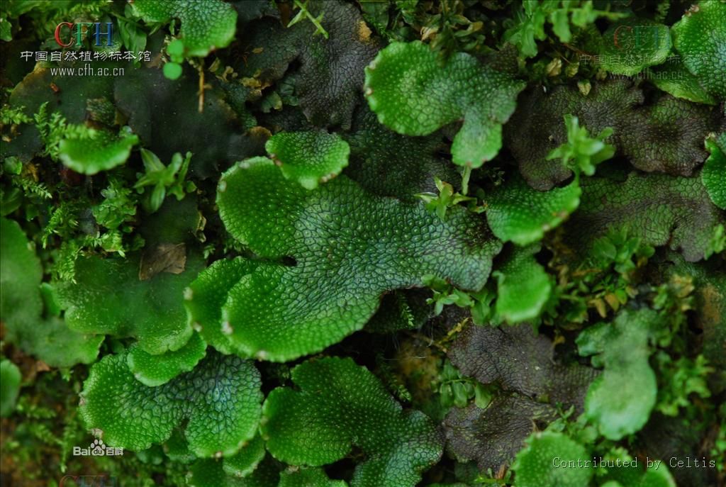 錢袋苔屬