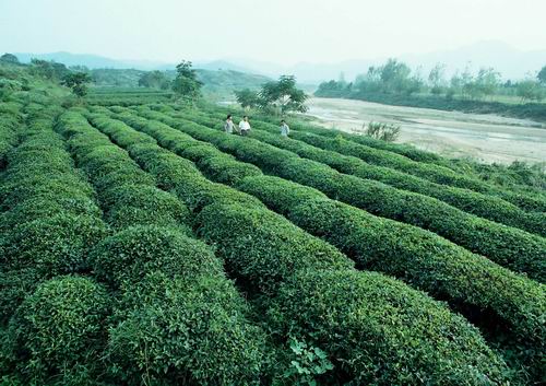 桐柏特產“太白銀毫”有機茶園