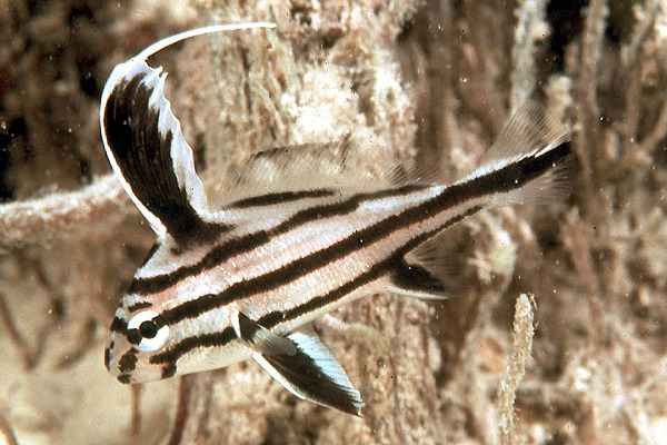 副矛鰭石首魚屬