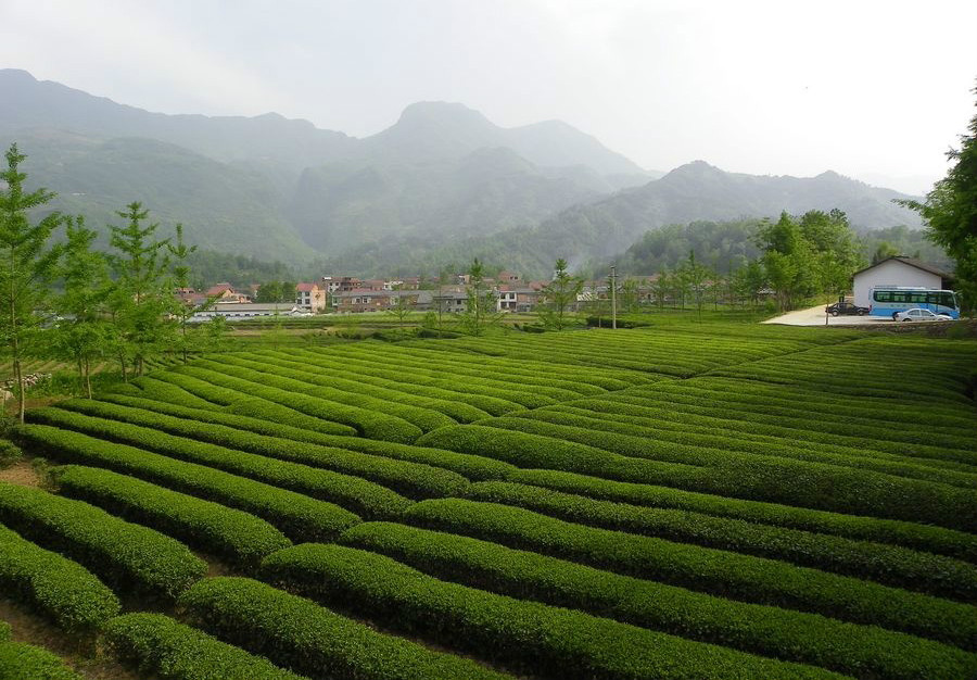 西鄉茶園