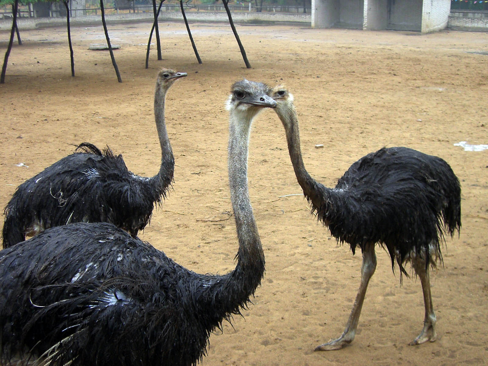 金鷺鴕鳥遊樂園