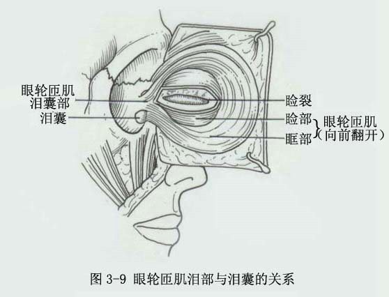 眼輪匝肌