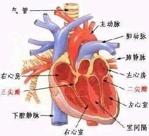 心臟示意圖