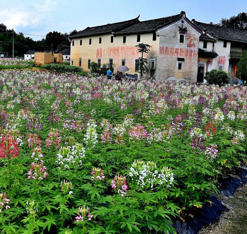 北塘村(山東省平度市田莊鎮北塘村)