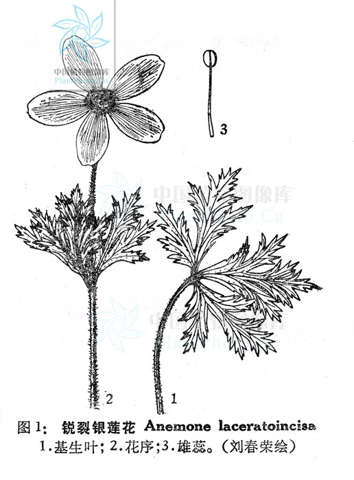 銳裂銀蓮花