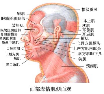 面部肌肉