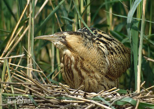 大麻鳽