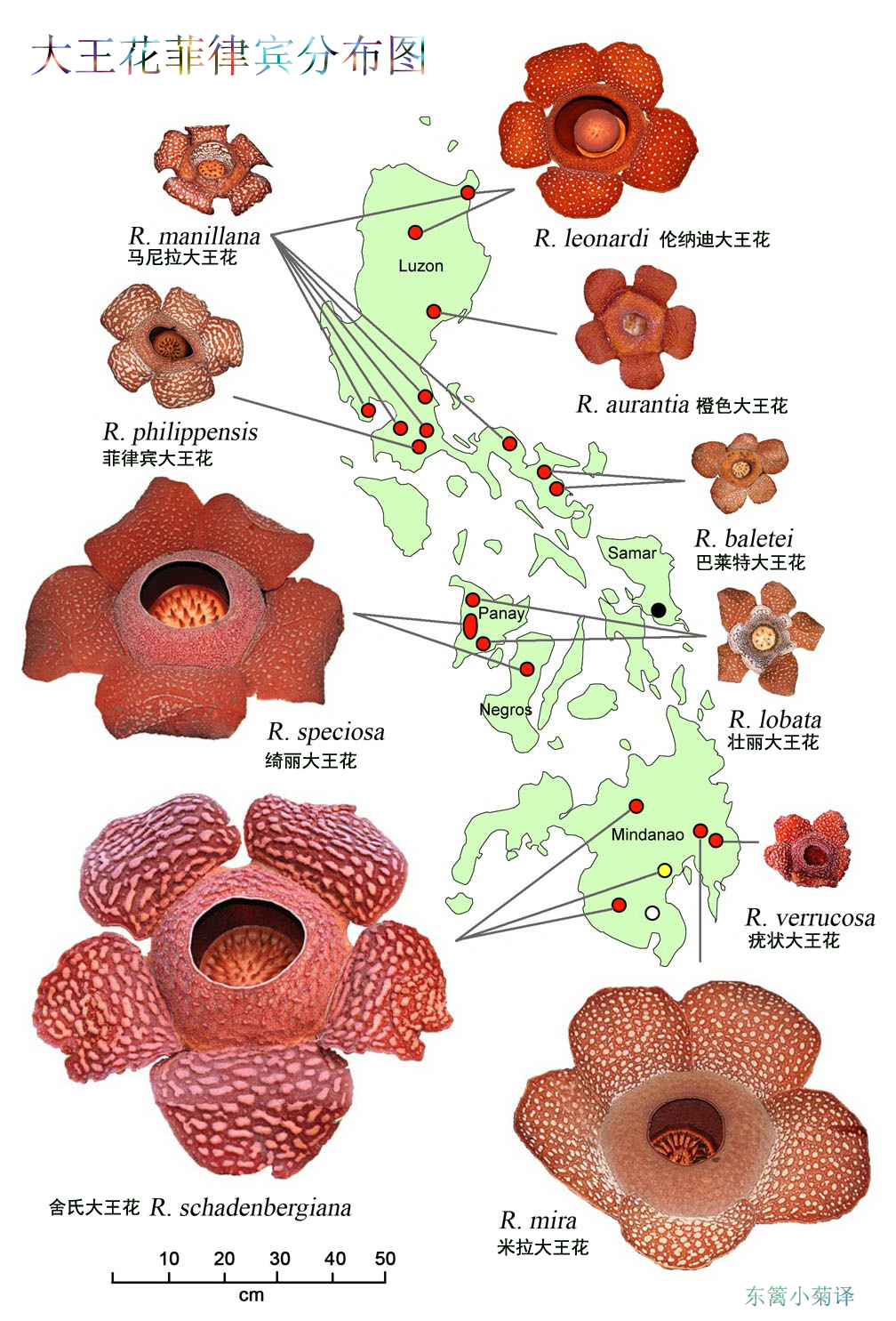 大王花屬