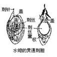 卷纏刺絲囊