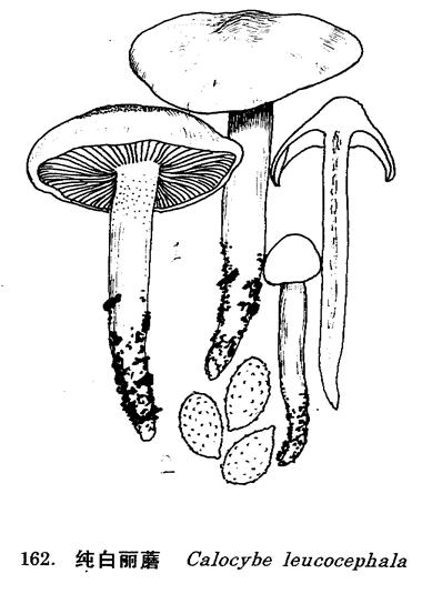 純白麗蘑