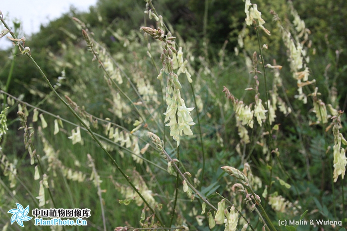 寬葉多序岩黃芪