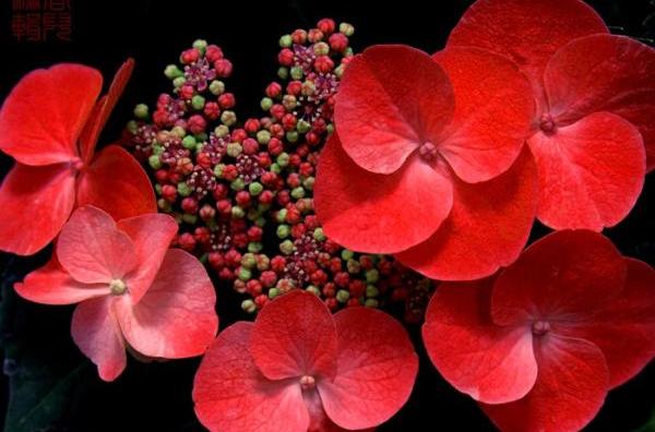 紅色野麻花